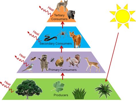 Food Webs and Trophic Levels - Katie's Ecology Project! Food Webs Projects, Ecological Pyramid, Picture Story Writing, Atmospheric Circulation, Ecology Projects, Photosynthesis And Cellular Respiration, Trophic Level, Food Webs, Energy Pyramid