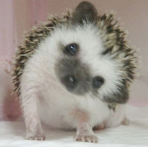 Cute Hedgehog, Pretty Animals, Sugar Glider, Silly Animals, Cute Wild Animals, Cute Animal Photos, Get Real, Cute Creatures, Animals Images