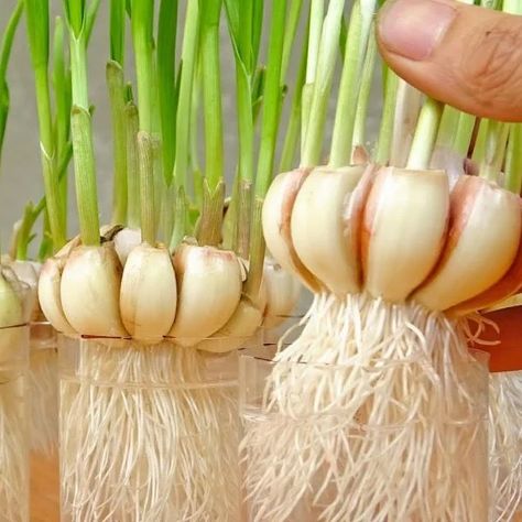 Growing Garlic From Cloves, Garden Design Vegetable, Garlic Plants, Grow Garlic Indoors, Garlic Garden, Vegetable Garden Layout, Gemüseanbau In Kübeln, Grow Garlic, Growing Vegetables In Pots