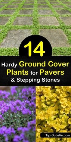 Blue Star Creeper, Flagstone Patios, Elfin Thyme, Creeping Plants, Groundcover Plants, Perennial Ground Cover, Terraced Backyard, Soil Type, Cover Crops