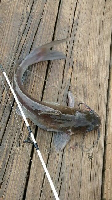 Chanel catfish lake Anna Fishing Catfish, Japan Picture, Catfish Fishing, Summer Fishing, Fishing Pictures, Fly Tying, Catfish, Hunting Fishing, Jade