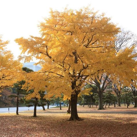 Ginkgo Trees | Naturehills.com Gingko Biloba Tree, Ginkgo Biloba Tree, Maidenhair Tree, Privacy Trees, Tree Seedlings, Wisteria Tree, Ginkgo Tree, Street Trees, Invasive Plants