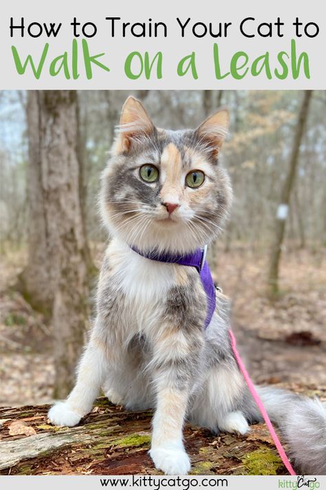 Cat Adventure, Cat Advice, Adventure Cat, Cat Leash, Cat Hacks, Leash Training, Kitten Care, Cat Parenting, Cat Harness