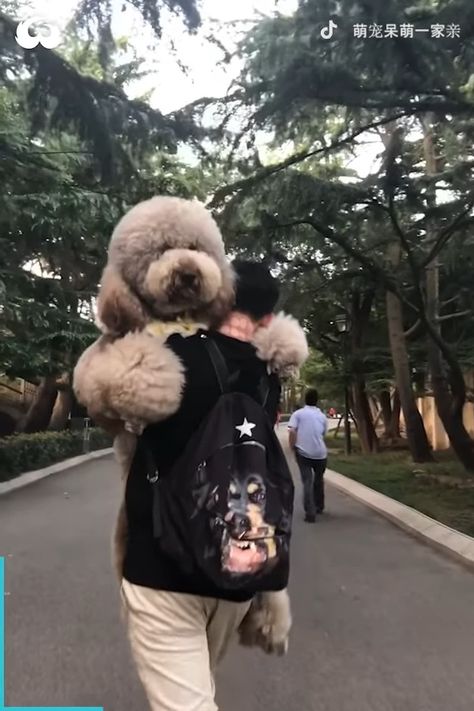 Woof Woof - Enormous Fluffy Poodle Dogs Love Being Hugged And Carried Everywhere Large Poodle Dogs, Giant Poodle Dog, Fluffy Poodle Haircut, Cute Poodle, Big Poodle Dogs, Poodle Dogs, Poodle Standard, Big Poodle, Giant Poodle