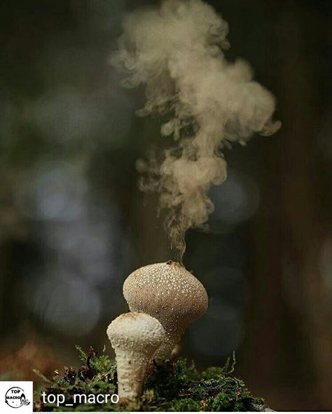 Mushroom spores Plant Communication, Alchemy Ingredients, Fungi Photography, Abstract Mushroom, Painting Mushroom, Mushroom Spores, Alien Plants, Mushroom Hair, Gothic Flowers