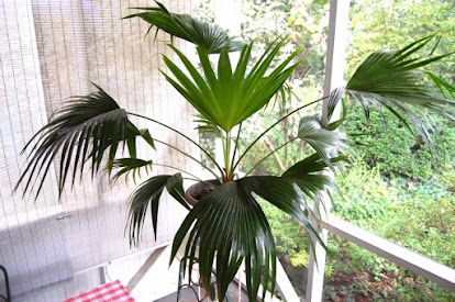 The Indoor Garden: How to grow a Chinese fan palm Livistona Chinensis, Chinese Fan Palm, Growing Trees, Chinese Fan, Fan Palm, Container Gardens, Replant, Plant List, How To Grow Taller