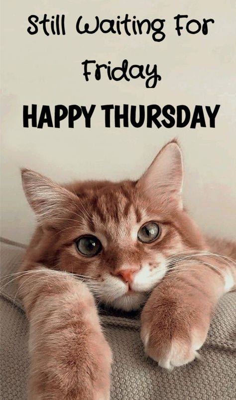 Thursday Cat Humor, Hello Thursday Good Morning, Good Morning Thursday Funny, Good Morning Cats Funny, Thursday Quotes Good Morning, Hello Thursday, Thursday Greetings, Good Morning Cat, Morning Thursday