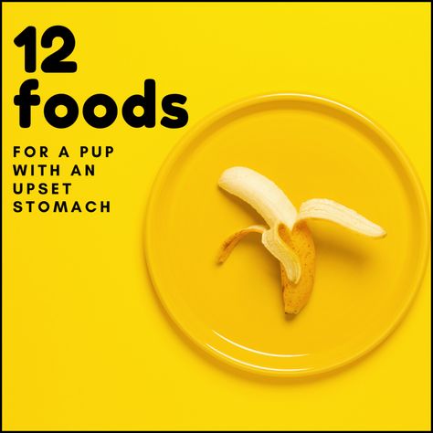 Bland Diet For Dogs With Upset Stomach, Dog Has Diaherra Remedies, Upset Stomach Remedy For Dogs, Dog Diaherra Remedies, Dog Upset Stomach Remedies, Upset Stomach Food, Upset Stomach Remedy, Dog Upset Stomach, Human Food For Dogs