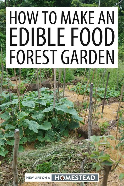 Food Forest Design, Permaculture Food Forest, Food Forest Garden, Forest Book, Permaculture Gardening, Permaculture Design, Edible Landscaping, Veg Garden, Food Forest