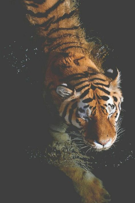 Creature Aesthetic, Animals Inspiration, Relaxing Pictures, Trippy Drawings, Painting Reference, Animal References, Siberian Tiger, Tiger Art, Majestic Animals