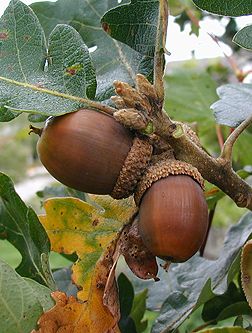 Oak Harbor Washington, Acorn Tree, Tree Identification, Acorn And Oak, Oak Trees, Autumn Scenes, Tree Seeds, Virginia Tech, Oak Leaves