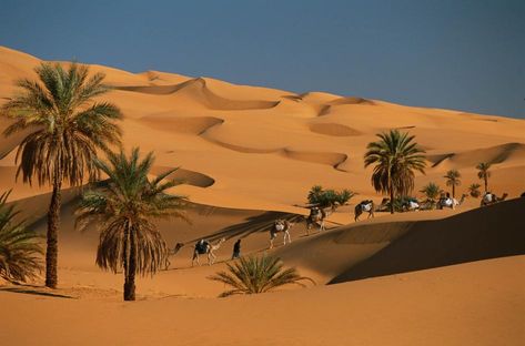 Desert Habitat, Desert Trees, Desert Background, Desert Oasis, Sahara Desert, Padang, Fishing Villages, Natural Phenomena, The Dunes