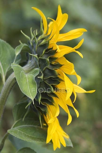 Closeup side view of a colorful sunflower — flavour, background - Stock Photo | #149575454 Sunflower Close Up, Sunflower Side View, Flower Side View, Miku Costume, Sunflower Tree, Sunflower Girl, Sunflower Leaves, Sunflower Artwork, Colorful Sunflower