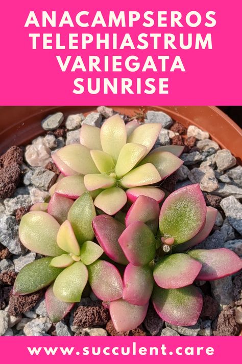 Sunrise Succulent, Succulent Names, Mealy Bugs, Well Hello There, Plants Are Friends, Succulent Care, Plant Identification, Cactus Flower, Plant Lady