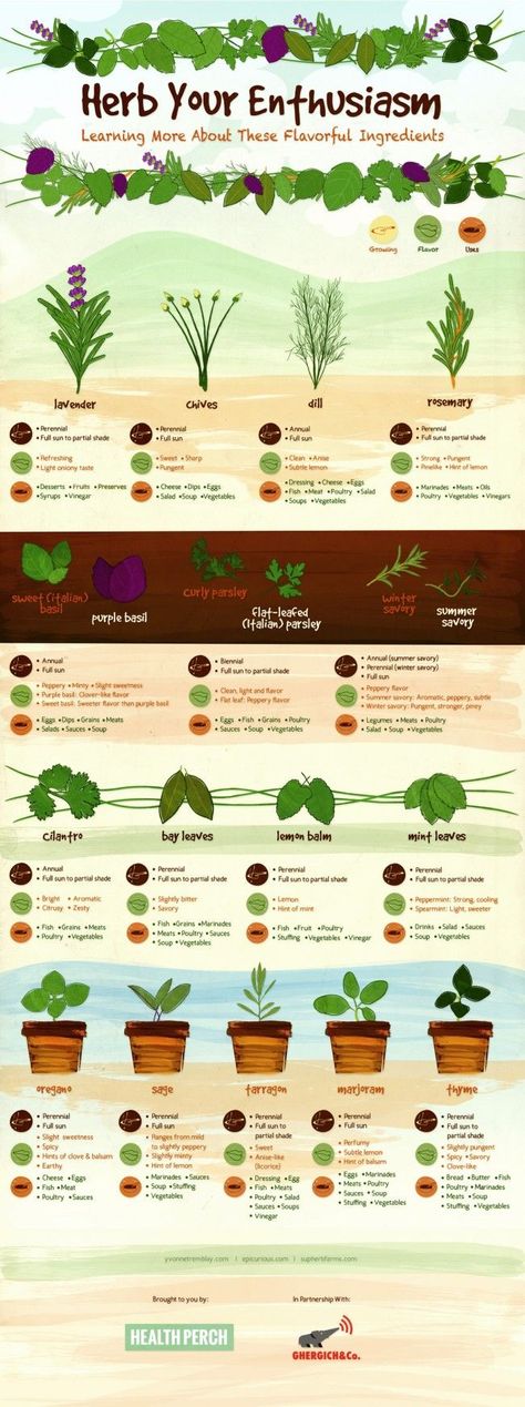 Everything you need to know about growing herbs and a recipe for Green Goddess Fresh Vegetable Dip | Craving Something Healthy… Best Herbs To Grow, Funny Vine, Growing Herbs Indoors, Gardening 101, Culinary Herbs, Have Inspiration, Growing Indoors, Growing Herbs, Flowers Garden