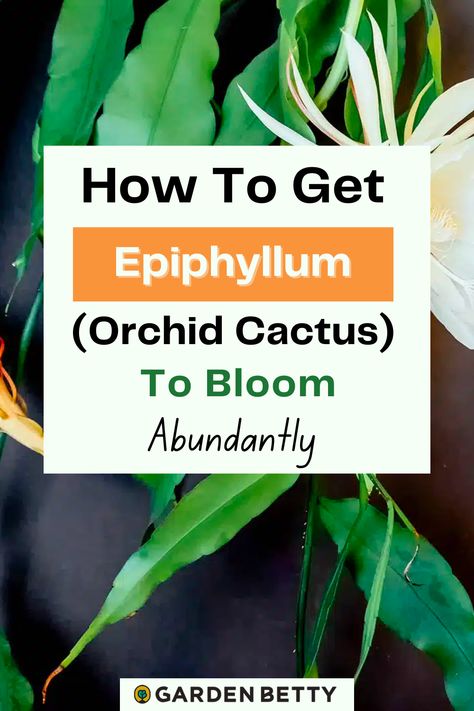 Orchid Cactus Care Tips, Orchid Cactus Care, Orchid Cactus Epiphyllum, Lady Of The Night Plant, Jungle Cactus, Night Blooming Cactus, Mother Of Thousands Plant, Garden Betty, Cactus Leaves