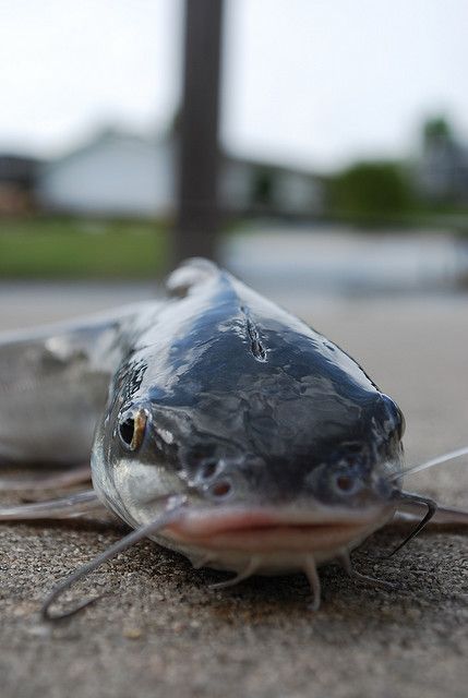 catfish...Dad, we caught lots of these, didn't we?  I miss you... Catfish Aesthetic, Catfish Boy, Walking Catfish, Noodling For Catfish, Catfish Images, Fishing Catfish, Nev Catfish, Whole30 Fish Recipes, Cat Fishing