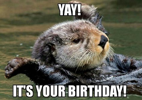 Happy birthday images with Otters Otter Birthday, Otters Cute, Otter Love, Photo Animaliere, Baby Otters, Sea Otter, Cute Animal Pictures, Sweet Animals, Sea Animals