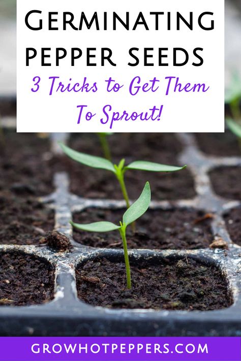 Germinating pepper seeds in seed tray Starting Vegetable Seeds, Growing Hot Pepper, Growing Peppers, Seed Starting Mix, Sprouting Seeds, Plant Hacks, Garden Stand, Hot Peppers, Seed Germination