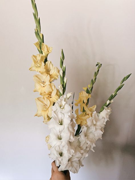 Yellow Gladiolus Flower, Gladiolus Flower Aesthetic, Gladiolas Flower, Gladiolus Flower Arrangements, Gladiola Flower, Icelandic Poppies, Japanese Anemone, Gladiolus Flower, Crafts Paper Flowers