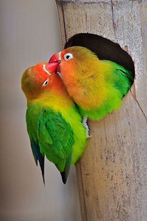 Fischer's Lovebird couple sharing food. Burung Kakatua, Most Beautiful Birds, Kinds Of Birds, Airbrush Art, Aesthetic Blue, Bird Pictures, Exotic Birds, Pretty Birds, Colorful Birds