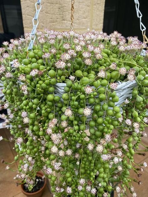 How to Get Your String of Pearls to Flower | Balcony Garden Web Companion Planting Vegetables, Small House Garden, String Of Pearls Plant, Herb Containers, Herb Garden Design, Vertical Garden Diy, Succulent Gardening, Garden Guide, String Of Pearls