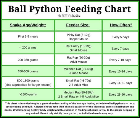 Ball Python Feeding Tips | ReptiFiles' Ball Python Care Guide Snake Habitat, Ball Python Care, Pet Ball, Largest Snake, Leopard Geckos, Digital Kitchen Scales, Pet Snake, Healthy Body Weight, Body Condition