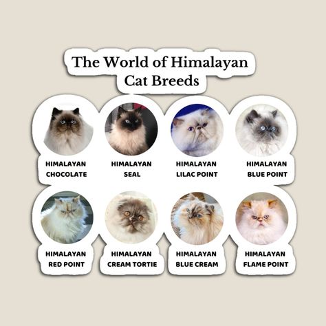 Himalayan Cats, Himalayan Cat, Cat Personalities, Long Haired Cats, Cat Names, Pretty Photos, Cat Colors, Himalayan, Cat Breeds