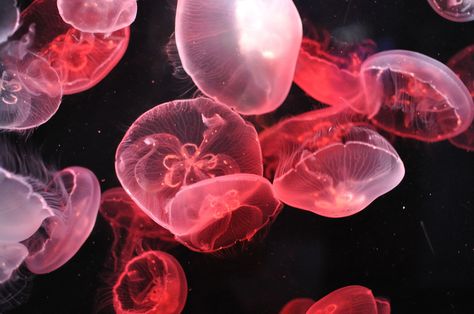 Trippy Pictures, Pink Jellyfish, Deep Sea Creatures, Wall E, Ocean Creatures, Sealife, Underwater World, Red Aesthetic, Ocean Life