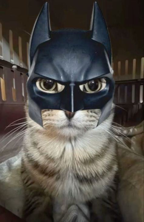 Halloween Cat Costume, Batman Cat, Cat Fun, Cat Humor, Halloween Cats, Silly Cats Pictures, Cat Pictures, Cat Fashion, Funny Cat Pictures