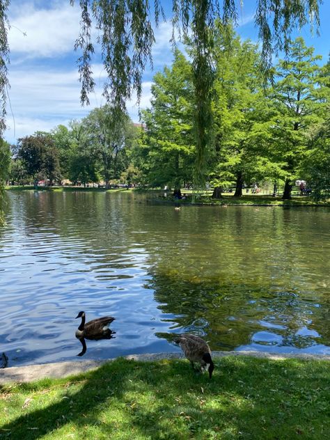 Sunrise Drawing, Ducks And Geese, Aesthetic Summer Beach, Farm Pond, Sacred Garden, Nyc Instagram, Meditation Garden, Duck Pond, A Pond