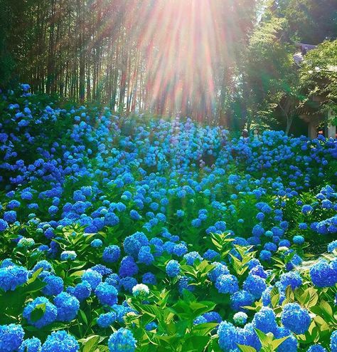 Hydrangea Season, Hydrangea Care, Hydrangea Garden, Gorgeous Flowers, Images Esthétiques, Beautiful Sights, Rising Sun, Watercolor Inspiration, Blue Hydrangea