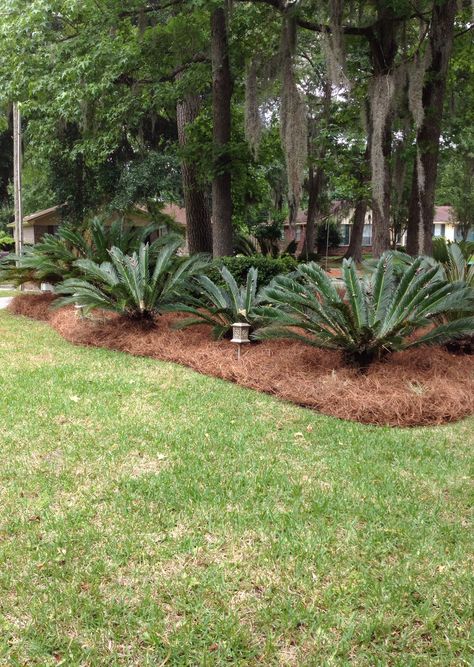 Long needle pine straw mulch. #pinestraw #SAGOPALMS #sago #pineneedle #mulch Landscaping With Pine Needles, Pinestraw Landscaping Backyards, Pinestraw Landscaping, Pine Straw Landscaping, Pine Straw Mulch, Wood Landscaping, Cold Climate Gardening, Backyard Decorating, Creative Landscaping