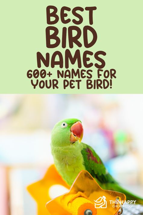 Bird Names Ideas, Budgie Names, Parakeet Names, Baby Parakeets, Bird Names, Boy And Bird, Bird Pet, Cool Boy Names, Penguins Of Madagascar