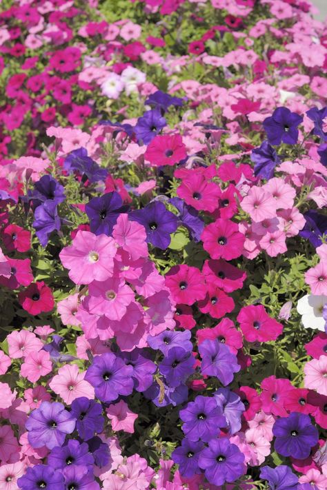 Pink Petunias, Petunia Flowers, Growing Lilies, Tools Tattoo, Gardener Aesthetic, Petunia Flower, Purple Petunias, Garden Nails, Flower Structure