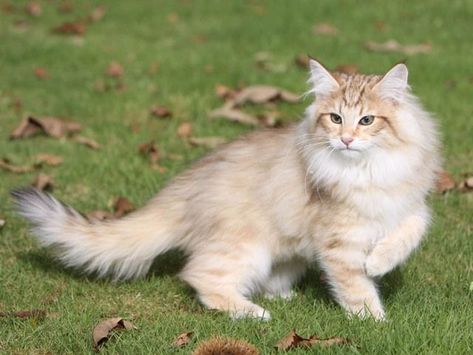 Norwegian Cat, Kitten Breeds, Siberian Cats, Cat Tails, F2 Savannah Cat, Cat Whisperer, Fancy Cats, Norwegian Forest, Siberian Cat