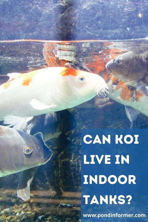 Guide to whether koi can live in indoor tanks or not, plus information on how many koi can be kept in a tank and what other species can be kept with them. Koi Fish Aquarium, Koi Fish Tank, Koi Fish Care, Fish Tank Ideas, Fish Aesthetic, Indoor Pond, Goldfish Aquarium, Butterfly Koi, Fish Tank Themes