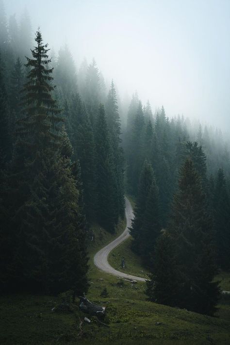 Forest Vibes, Dark Forest Aesthetic, Mountain Aesthetic, Foggy Weather, Rainy Day Aesthetic, Dark Landscape, Woods Forest, Foggy Mountains, Dark Green Aesthetic