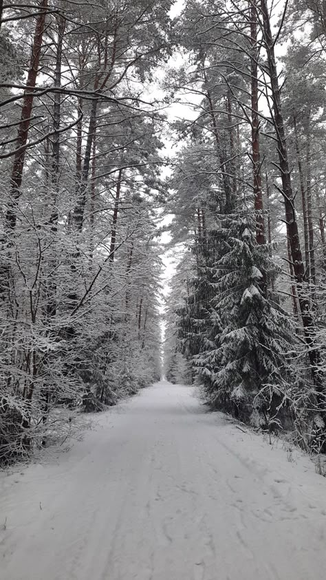 #winter #forest Winter Nature Wallpaper, Winter Scenes Photography Landscapes, Winter Time Aesthetic, Winter Forest Wallpaper, Winter Forest Aesthetic, Snow Forest Aesthetic, Winter Wald, Snowy Forest Wallpaper, Snowy Forest Background