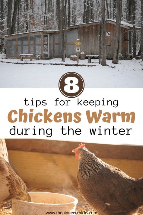 Winter For Chickens, What To Feed Chickens In The Winter, How To Keep Chickens Warm In Winter, Keeping Chickens Warm In Winter, Keep Chickens Warm In Winter, Chicken Wisdom, Owning Chickens, Yard Chickens, Happy Chickens