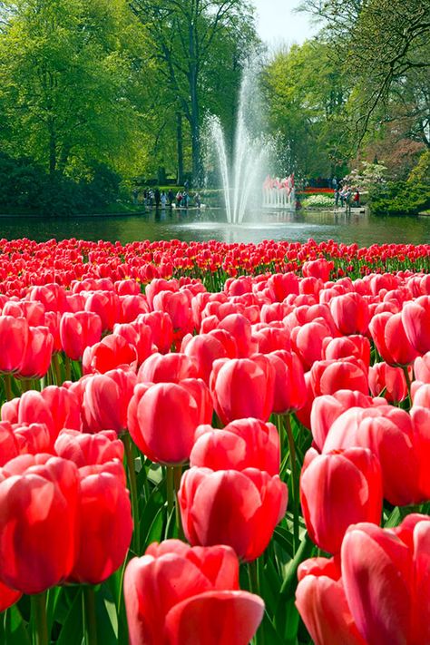 Keukenhof-holanda-jardines-3 Dutch Tulips, Flowers Market, Topiary Garden, Nature Architecture, Tulips Garden, Garden Pictures, Red Tulips, Tulips Flowers, Beautiful Blooms