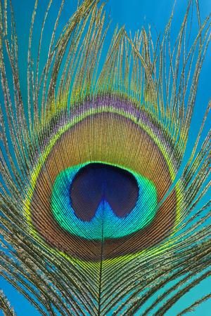 Peacock Wall Art: Prints, Paintings & Posters | Art.com Male Peacock, Peacock Feather Art, Peacock Tattoo, Peacock Pictures, Peacock Wall Art, Peacock Colors, Peacock Painting, Lord Shiva Hd Wallpaper, Peacock Art