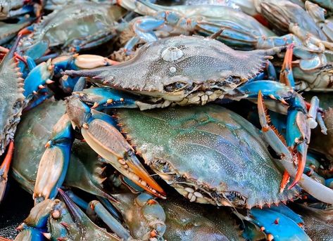 Blue Crabs, Keystone Species, Old Bay, Blue Crab, Crustaceans, Crab Meat, Beach Reading, Crab, New Jersey