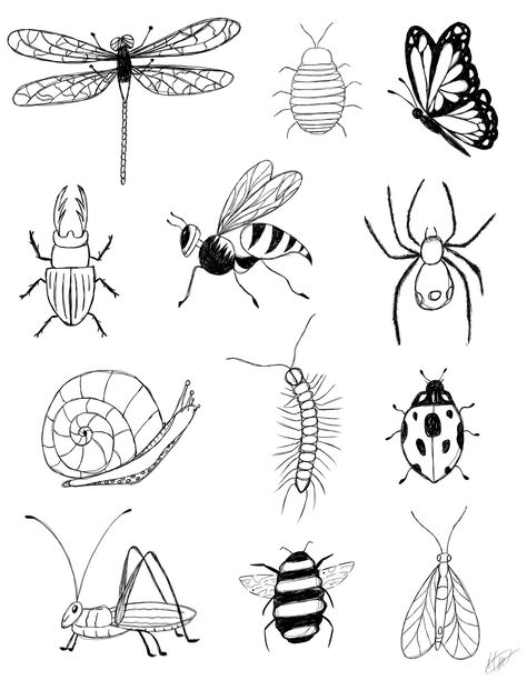 This product is a digital downloadable hand drawn insect chart. It is the perfect addition to any home! (Does not come framed) Black And White Bug Drawing, Simple Insect Drawing, Bug Drawings Simple, Simple Bug Drawing, Bug Drawing Insects, Insect Drawing Simple, Bugs Drawing Sketches, Bug Drawing Simple, Insect Doodles