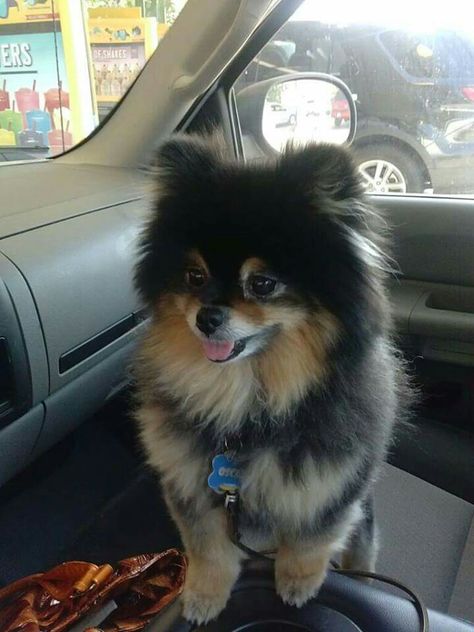 Oscar the pom Tan Pomeranian, Black Pomeranian, Grooming Hacks, Pom Dog, Dog Mommy, Cute Pomeranian, Super Cute Puppies, Cute Animals Puppies, Very Cute Dogs