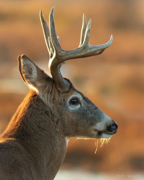 Jeff Waite on Instagram: "Whitetail buck at sunset. #whitetail #whitetaildeer #whitetailbuck #deer #deerphotography #wildlife #wildlifephotography #canonwildlifephotography #nature #naturephotography #itsinmynature #whitetailwednesday" Wildlife Reference Photos, Big Deer Whitetail Bucks, Whitetail Deer Photography, Majestic Deer, Deer Photography, Deer Species, Wild Animals Photos, Whitetail Bucks, Deer Buck