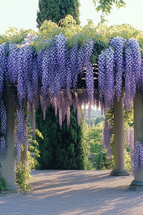 "Wisteria is a stunning and fragrant choice for transforming your pergola into a breathtaking garden retreat! 🌿🌸 With its cascading blooms and vibrant purple hues, Wisteria creates a whimsical and romantic atmosphere, perfect for any outdoor space. Quick to grow and bursting with beauty, this climbing plant is ideal for adding a touch of elegance to your pergola. 😍✨ #WisteriaWonder #ClimbingPlants #PergolaPerfection #GardenBeauty" Wisteria Gazebo, Wisteria Walkway, Pergola Wisteria, Plants For Pergolas, Wisteria Wall, Wisteria Trellis, Wisteria Arbor, Ein Gedi, Wisteria Pergola