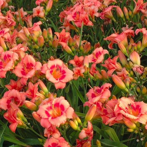 Joss and Main Reblooming Daylilies, Root Plants, High Country Gardens, Black Walnut Tree, Strawberry Candy, Lenten Rose, Rose Of Sharon, Porch Garden, Rosy Pink