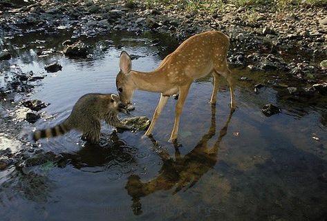 ♱ on X: "https://t.co/wzJewp5YxA" / X Animals Pictures, Curious Creatures, Deer Art, Creature Comforts, Baby Deer, Funny Animal Pictures, Animals Friends, Spirit Animal, Beautiful Creatures