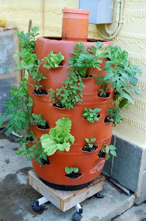 DIY Vertical Garden Worm Composting Planter from a 250 Litres Barrel Tower Garden Diy, Diy Vertical Garden, Keyhole Garden, Vertical Vegetable Gardens, Compost Bins, Organic Waste, Gardening Vegetables, Worm Composting, Vertical Garden Diy